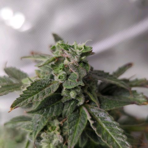 Cookies Gelato Automatic growlog timeline photo