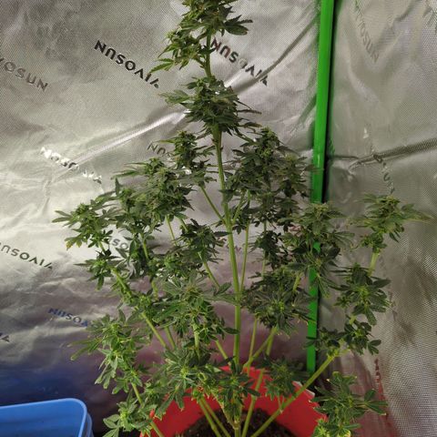 Cookies Gelato Automatic growlog timeline photo