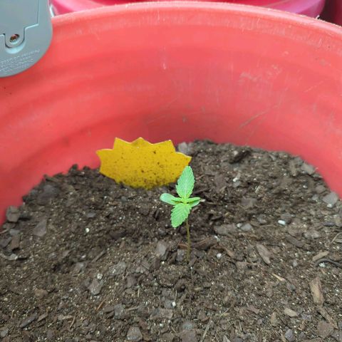AMG #1 growlog timeline photo