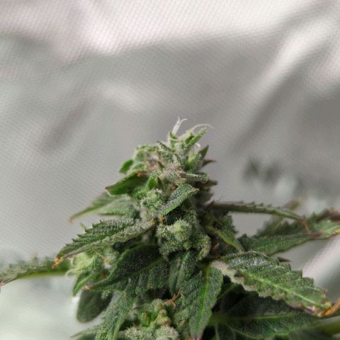 Cookies Gelato Automatic growlog timeline photo