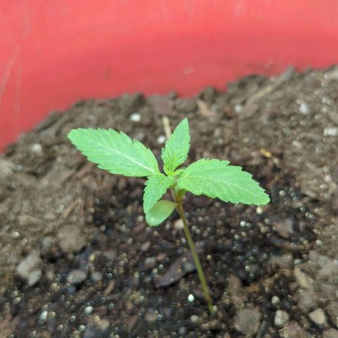 AMG #1 growlog timeline photo