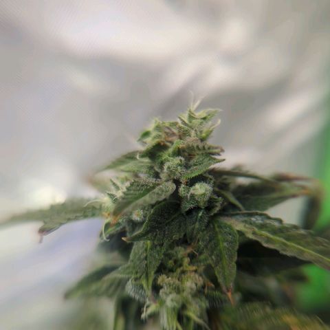 Cookies Gelato Automatic growlog timeline photo