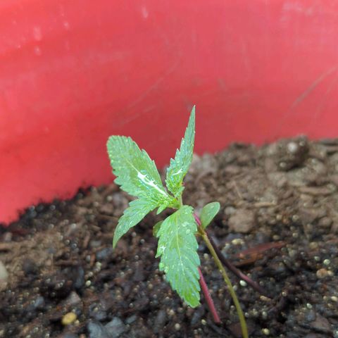 AMG #1 growlog timeline photo