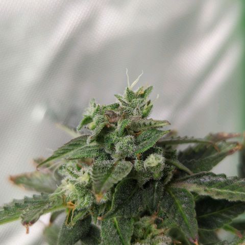 Cookies Gelato Automatic growlog timeline photo