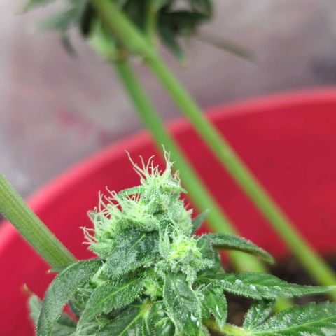 Cookies Gelato Automatic growlog timeline photo