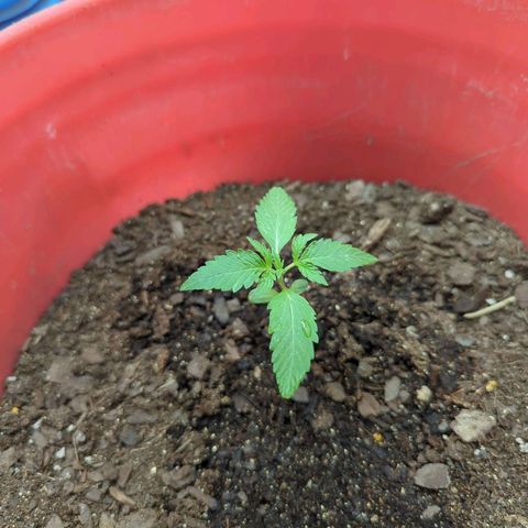 AMG #1 growlog timeline photo