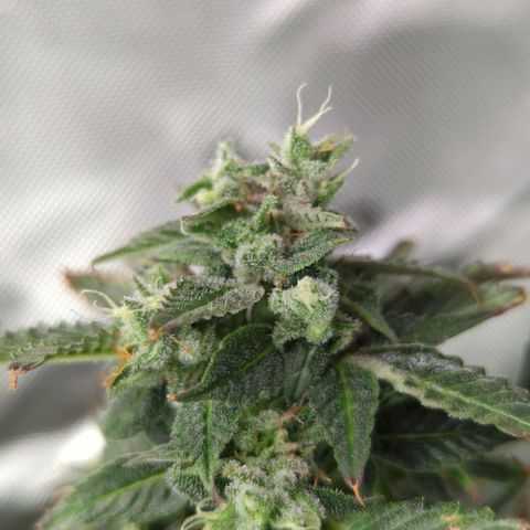 Cookies Gelato Automatic growlog timeline photo