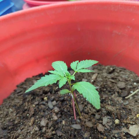 AMG #1 growlog timeline photo