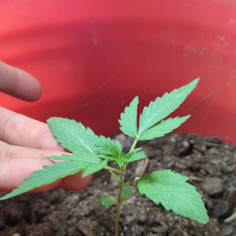 AMG #1 growlog timeline photo