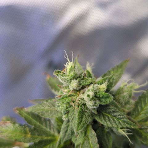 Cookies Gelato Automatic growlog timeline photo