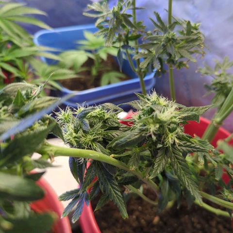 Cookies Gelato Automatic growlog timeline photo