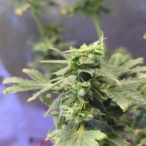 Cookies Gelato Automatic growlog timeline photo