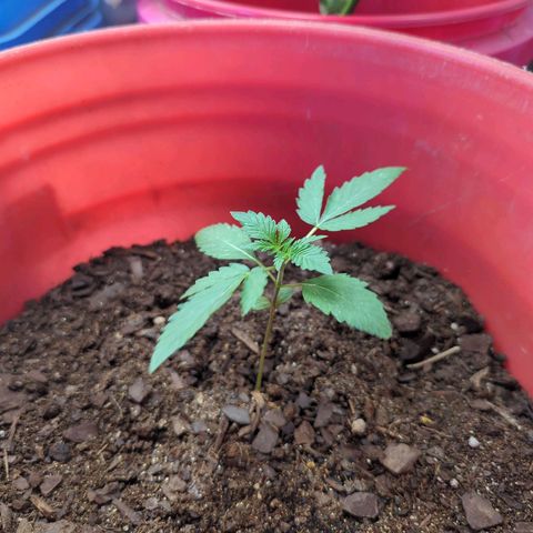 AMG #1 growlog timeline photo