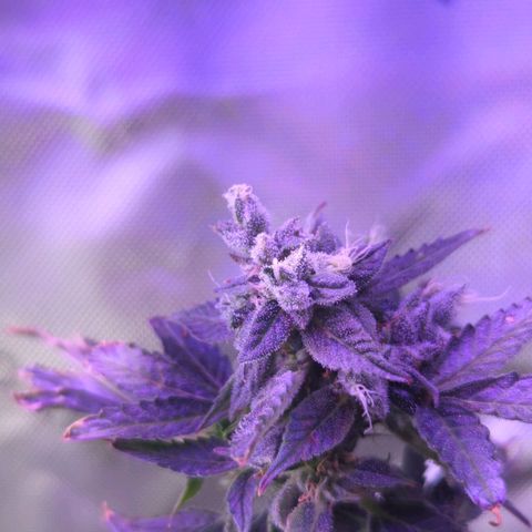 Cookies Gelato Automatic growlog timeline photo