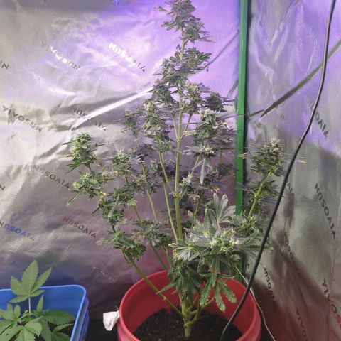 Cookies Gelato Automatic growlog timeline photo