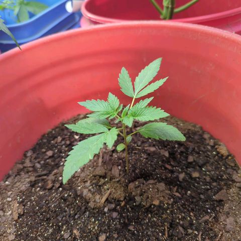 AMG #1 growlog timeline photo
