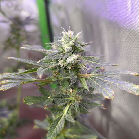 Cookies Gelato Automatic growlog timeline photo
