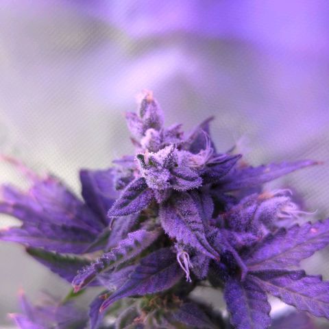 Cookies Gelato Automatic growlog timeline photo
