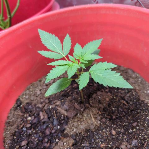 AMG #1 growlog timeline photo