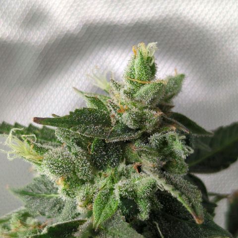 Cookies Gelato Automatic growlog timeline photo