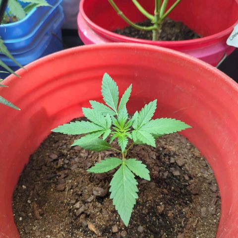 AMG #1 growlog timeline photo