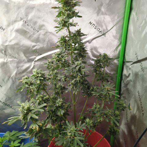 Cookies Gelato Automatic growlog timeline photo
