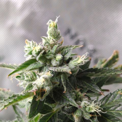 Cookies Gelato Automatic growlog timeline photo