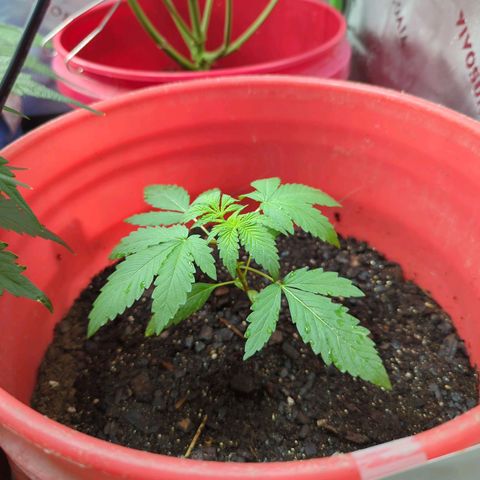 AMG #1 growlog timeline photo
