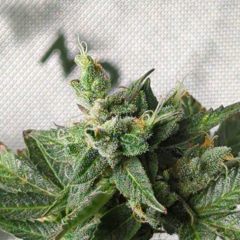 Cookies Gelato Automatic growlog timeline photo