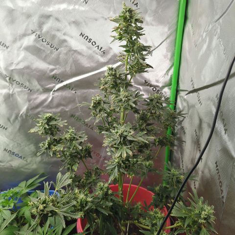 Cookies Gelato Automatic growlog timeline photo