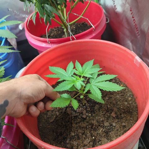 AMG #1 growlog timeline photo