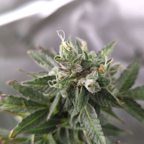 Cookies Gelato Automatic growlog timeline photo