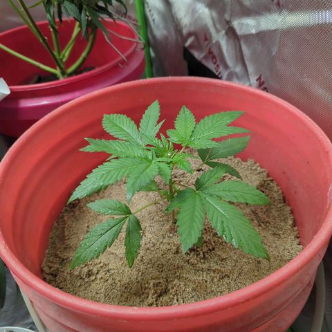 AMG #1 growlog timeline photo