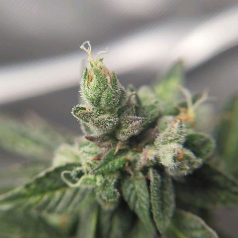 Cookies Gelato Automatic growlog timeline photo