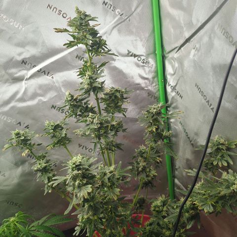 Cookies Gelato Automatic growlog timeline photo
