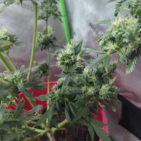 Cookies Gelato Automatic growlog timeline photo