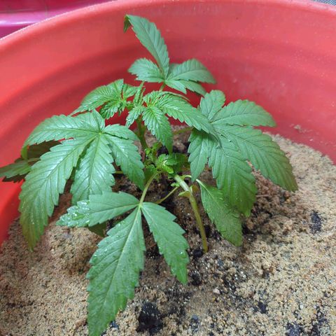 AMG #1 growlog timeline photo
