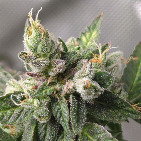 Cookies Gelato Automatic growlog timeline photo
