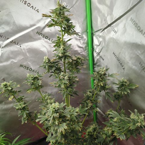 Cookies Gelato Automatic growlog timeline photo