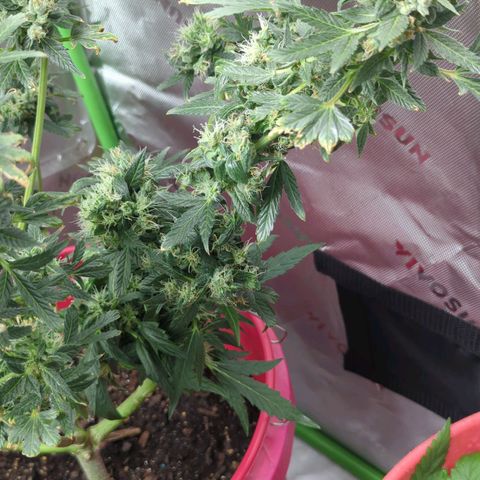 Cookies Gelato Automatic growlog timeline photo