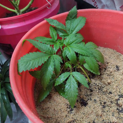 AMG #1 growlog timeline photo