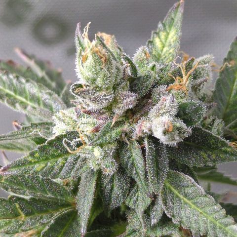 Cookies Gelato Automatic growlog timeline photo