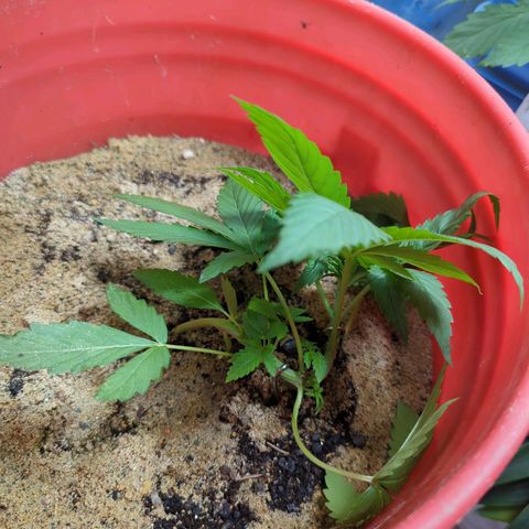 AMG #1 growlog timeline photo