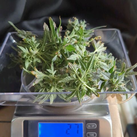 Cookies Gelato Automatic growlog photo: Partial harvest on buds that were stagnant in growth and Larfy. Producing almost 1oz  wet. still plenty of growing going on on the plant still