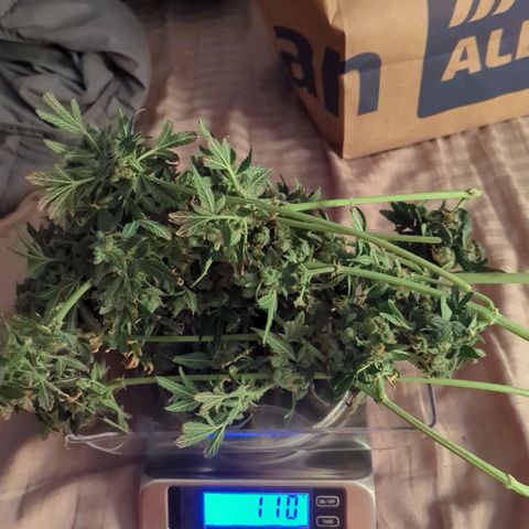 Cookies Gelato Automatic growlog timeline photo