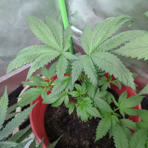 AMG #1 growlog timeline photo