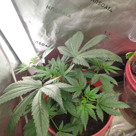 AMG #1 growlog timeline photo