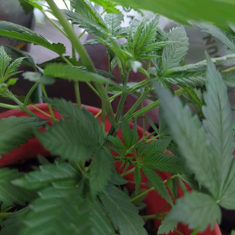 AMG #1 growlog timeline photo