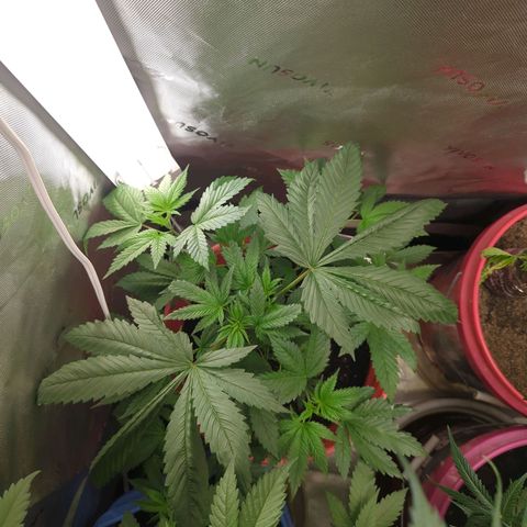 AMG #1 growlog timeline photo