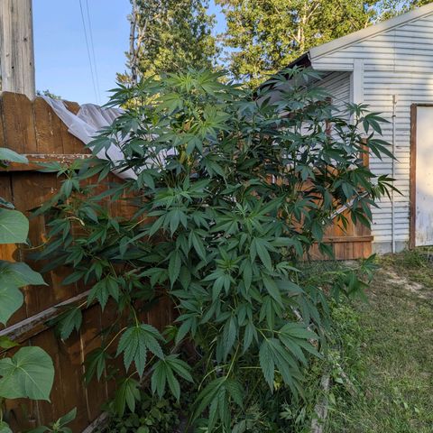 AMG #1 growlog photo: Growing strong after a slight reveg. Showing very small predlowers. Hoping to see action in the next couple weeks